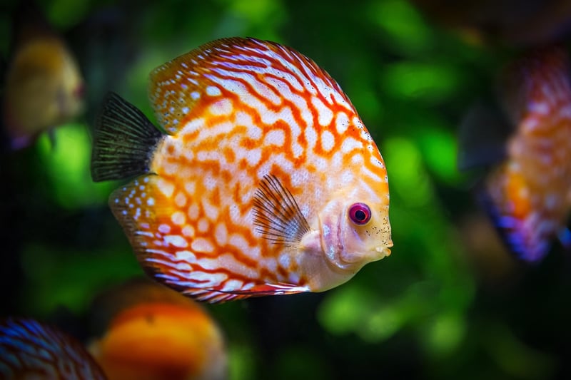 Colorful Fish