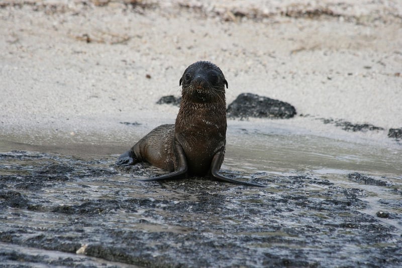 Galapagos Islands Bird Watching