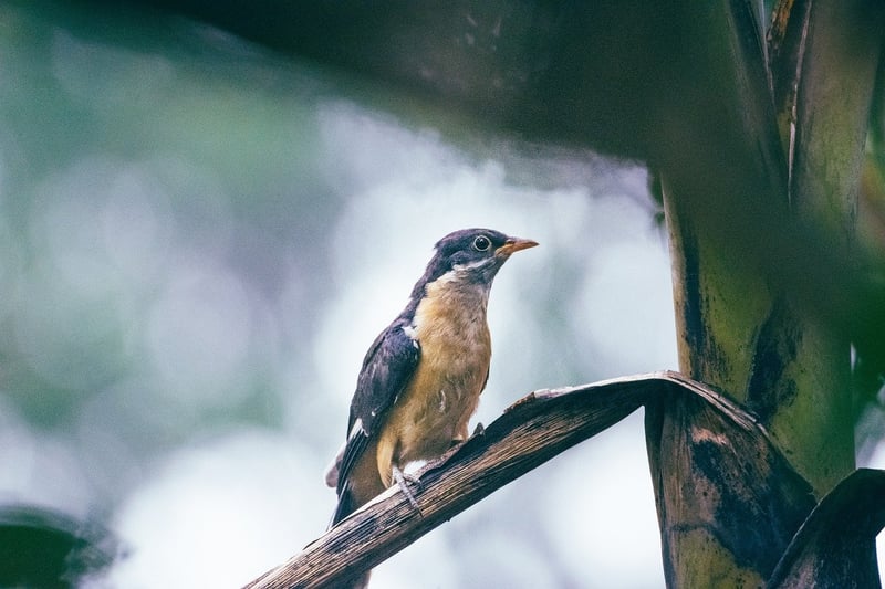 Bird Watching in India