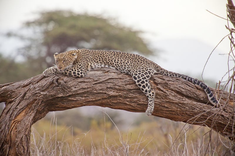 Birdwatching in Kenya