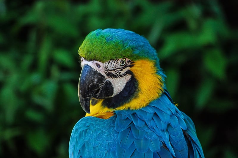 Bird Watching in Peru