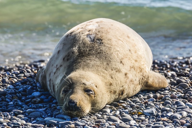 Playful Seal