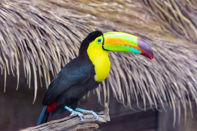 Toucan in Costa Rica