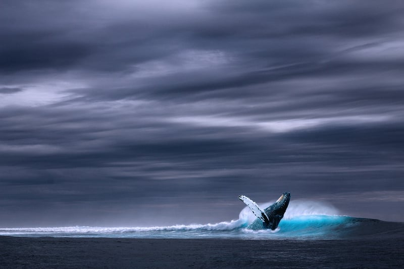 Majestic Whale